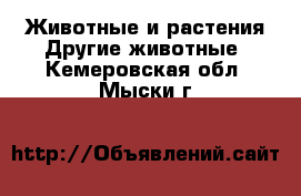 Животные и растения Другие животные. Кемеровская обл.,Мыски г.